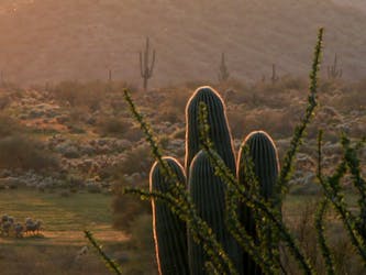 Private guided Phoenix and Scottsdale highlights half day tour